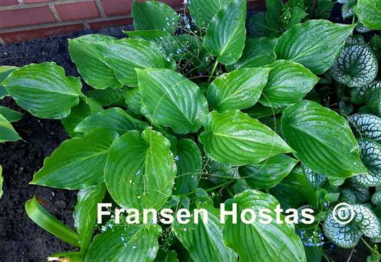 Hosta Invincible