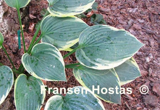 Hosta Iona