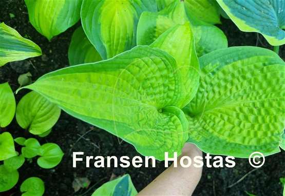 Hosta Iris Frazier