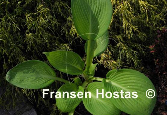 Hosta Iris Frazier