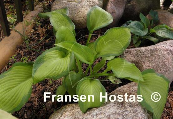 Hosta Iris Frazier
