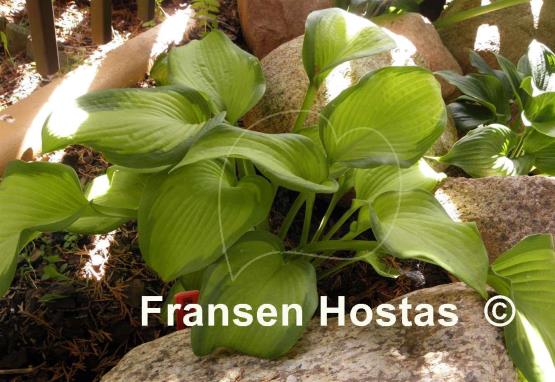 Hosta Iris Frazier