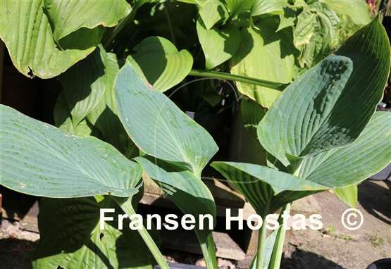 Hosta Irische See