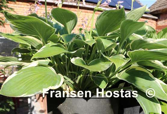 Hosta Irish Eyes