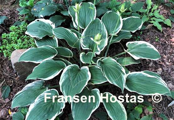 Hosta Irish Eyes