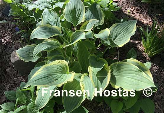 Hosta Irish Eyes
