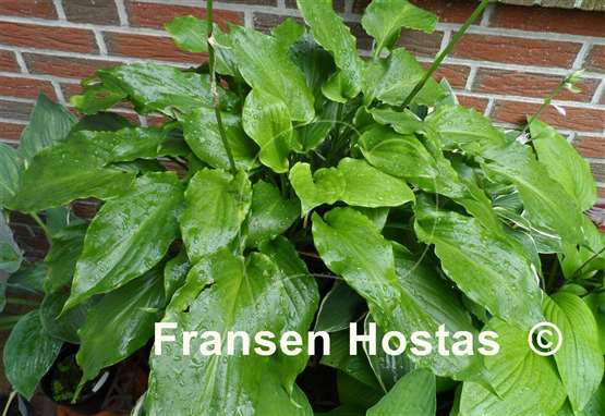 Hosta Irish Luck
