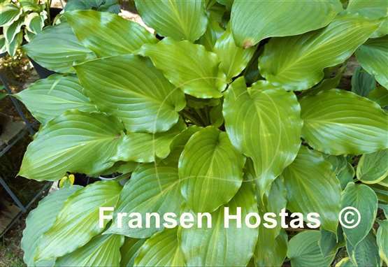 Hosta Irish Luck