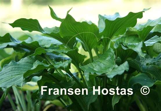 Hosta Irish Luck