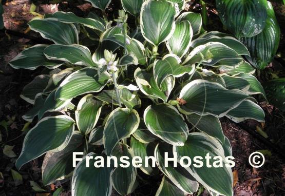 Hosta Irish Eyes