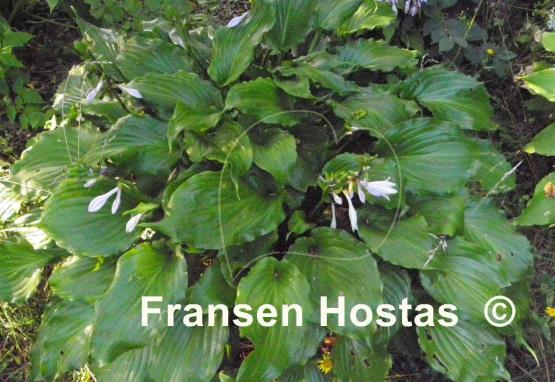 Hosta Irish Luck