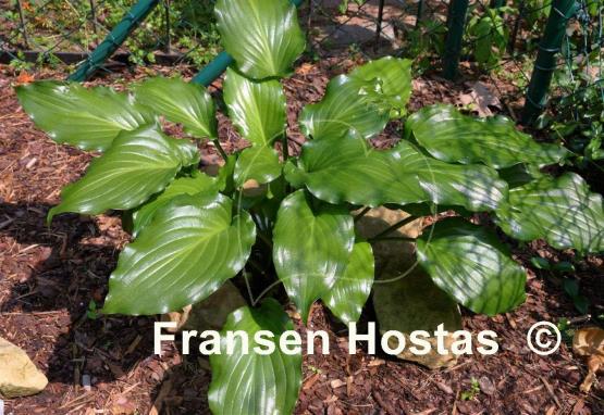 Hosta Irish Luck