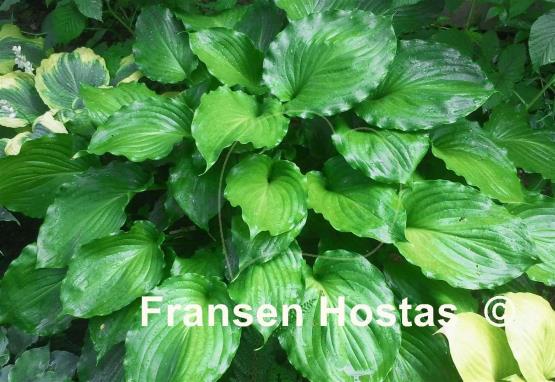 Hosta Irish Luck