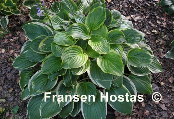 Hosta Iron Gate Glamour