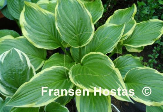 Hosta Iron Gate Glamour