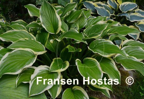 Hosta Iron Gate Glamour