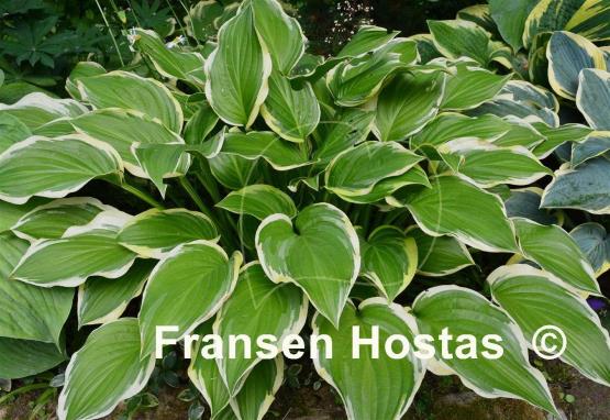 Hosta Iron Gate Glamour