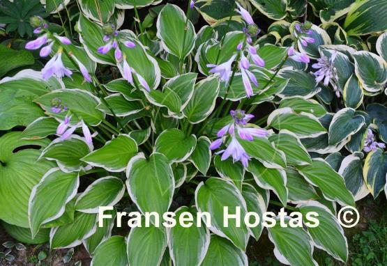 Hosta Iron Gate Glamour