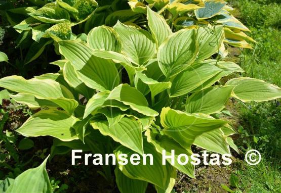 Hosta Iron Gate Glamour