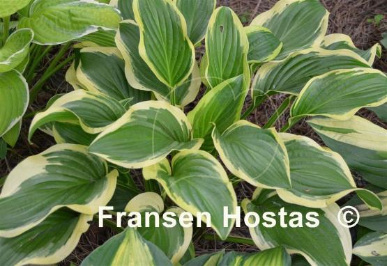 Hosta Iron Gate Special