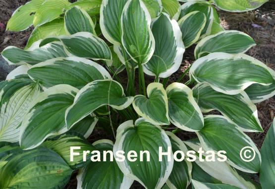 Hosta Iron Gate Special