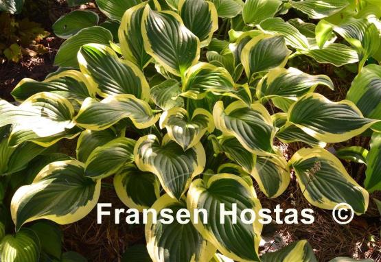 Hosta Iron Gate Special