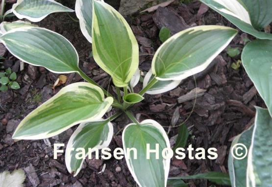 Hosta Iron Gate Supreme