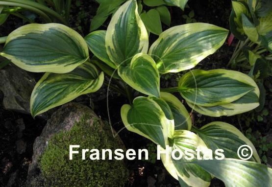 Hosta Iron Gate Supreme