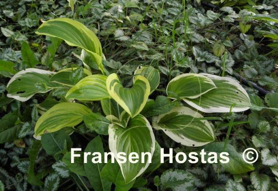 Hosta Iron Gate Supreme