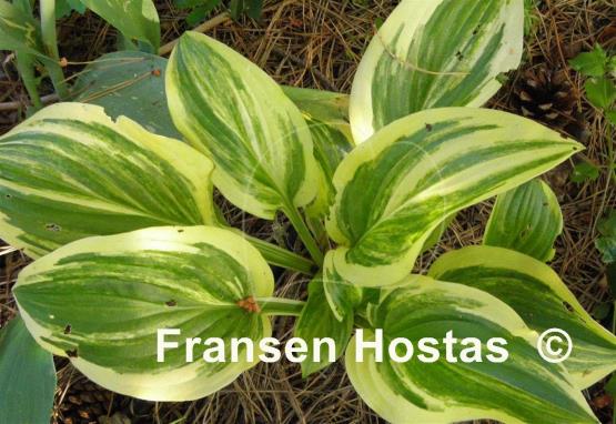 Hosta Iron Gate Supreme