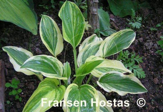 Hosta Iron Gate Supreme