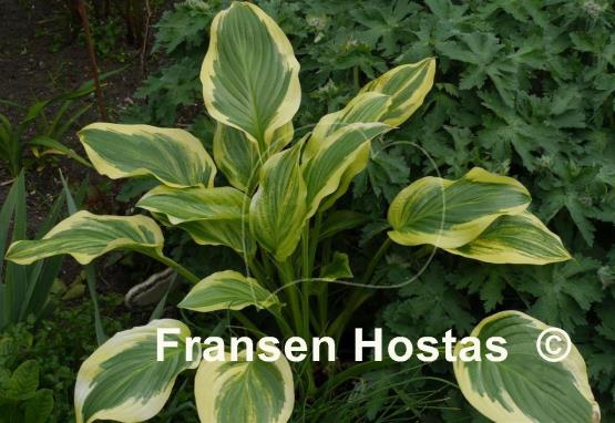 Hosta Iron Gate Supreme