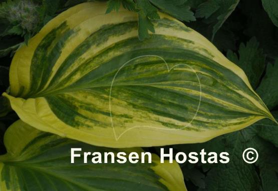 Hosta Iron Gate Supreme