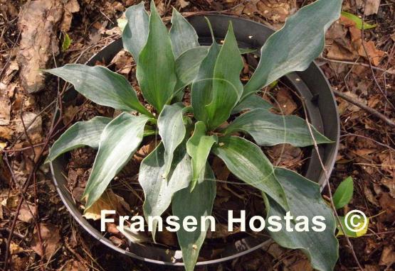 Hosta Iron Sky