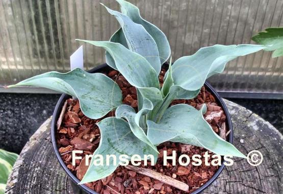 Hosta Iron Sky