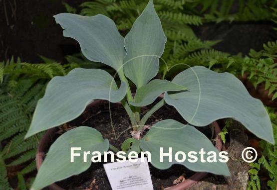 Hosta Iron Sky