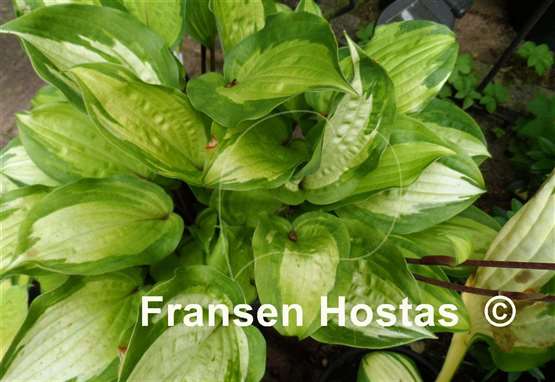 Hosta Island Breeze