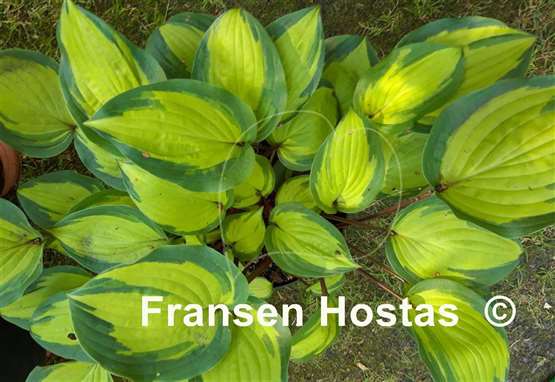 Hosta Island Breeze