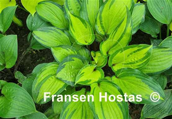 Hosta Island Breeze
