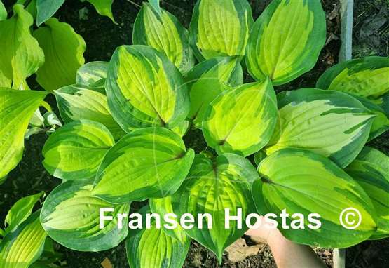 Hosta Island Breeze