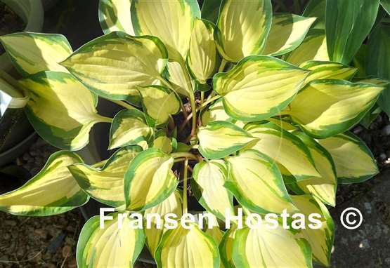 Hosta Island Charm