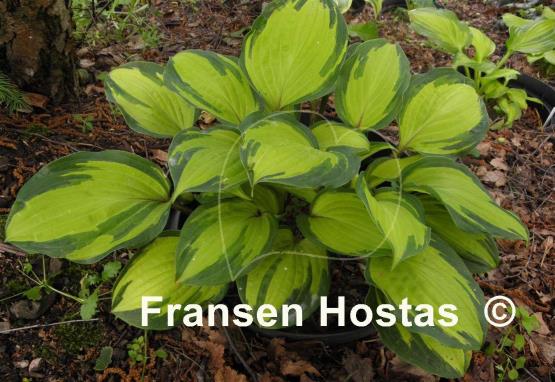 Hosta Island Breeze