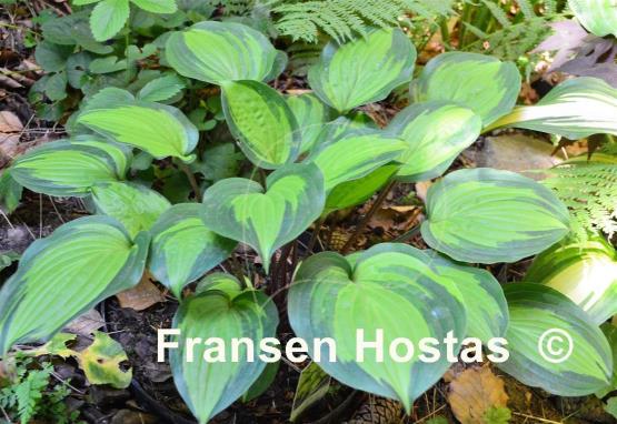 Hosta Island Breeze