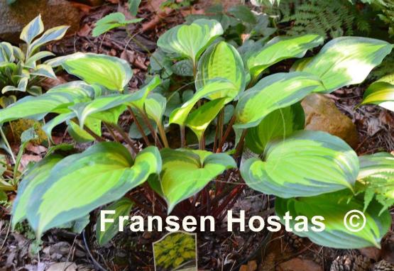Hosta Island Breeze