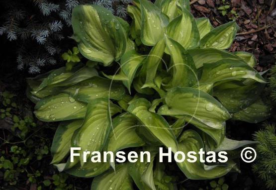 Hosta Island Charm