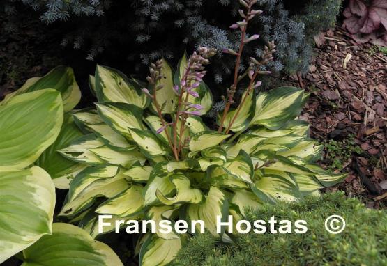 Hosta Island Charm