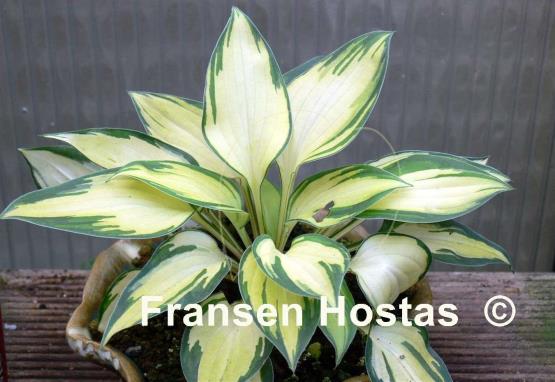 Hosta Island Charm