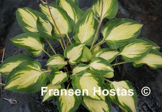 Hosta Island Charm