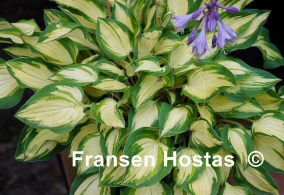 Hosta Island Charm