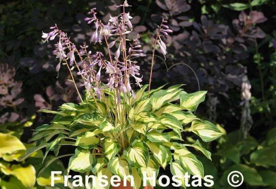 Hosta Island Charm
